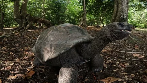 Big turtle on a tropical background Stock Footage 170755786