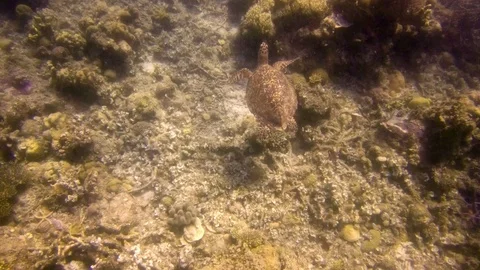 Big turtle underwater with nice groundfloor Stock Footage 102796234