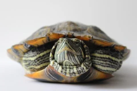 Big turtle on white background.closeup. Soft focus Stock Photos