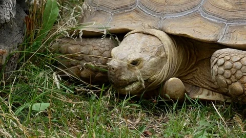 Big turtle in the zoo. Stock Footage 80222132