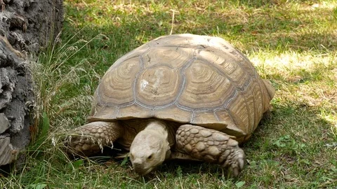 Big turtle in the zoo. Stock Footage 80222139