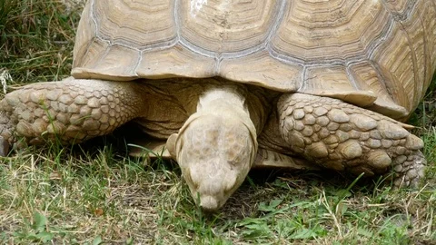 Big turtle in the zoo. Stock Footage 80222156