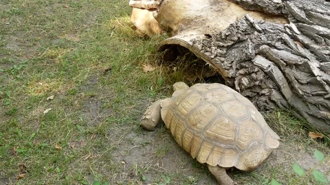 Big turtle in the zoo. Stock Footage 80222201