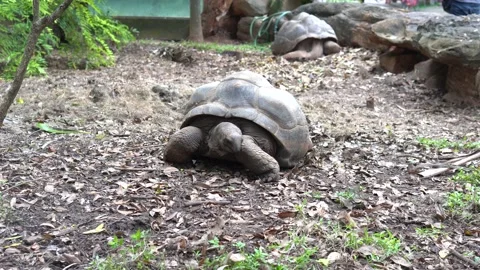 Big turtle in the zoo. Video stock 203101800