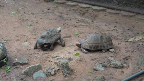 Big turtle in the zoo. Video stock 203101882