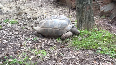 Big turtle in the zoo. Video stock 203101938