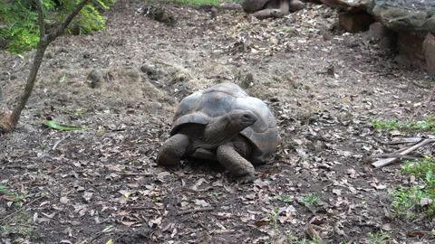 Big turtle in the zoo. Video stock 203101955