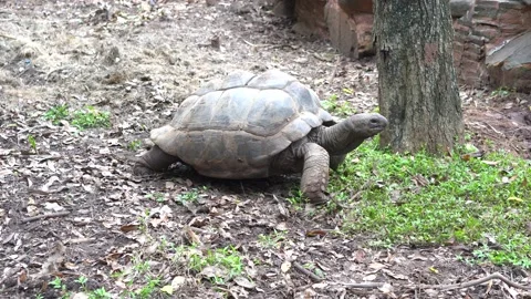 Big turtle in the zoo. Video stock 203101964