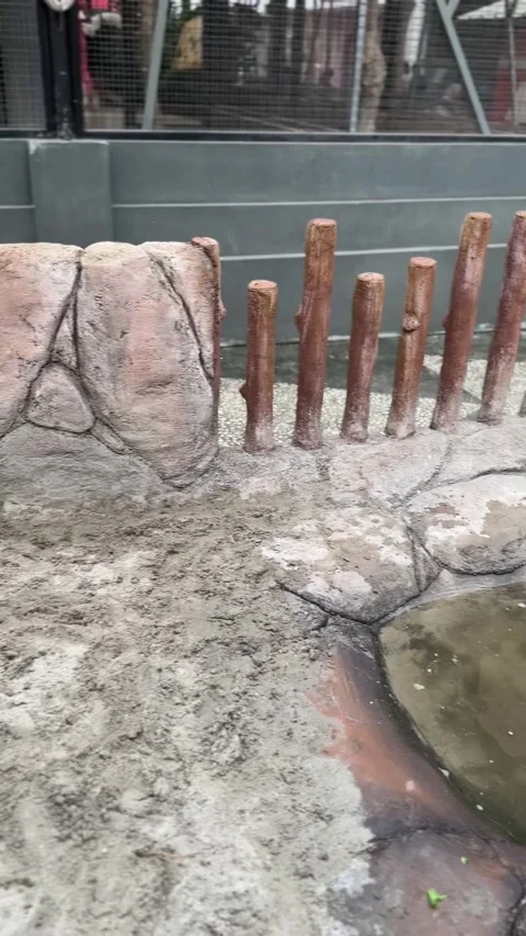 Big Turtle in the Zoo Stock Footage 283441377