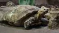 Big turtle in zoological garden HD Footage