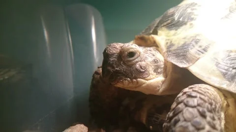Big turtle in zoological garden Stock Footage 49464470