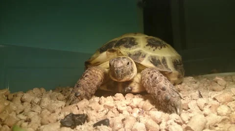 Big turtle in zoological garden Stock Footage 49464525