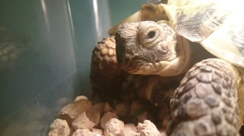Big turtle in zoological garden Stock Footage 49464587