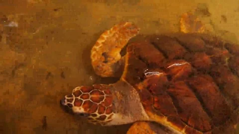 Big turtles swimming in a pool at a turtle hatchery in Sri Lanka. Stock Footage 69085420