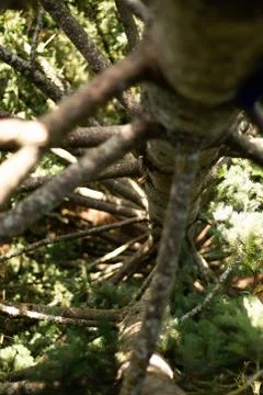 Big Twin Tree 写真素材