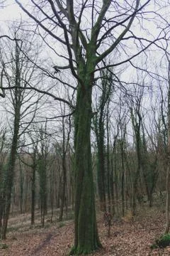 Big twisted tree Stock Photos