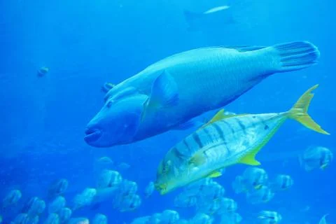 Big two tropical fish Stock Photos