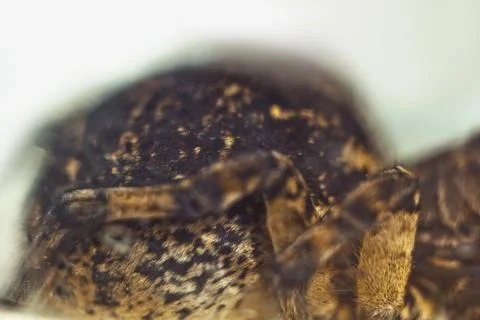 A big ugly bouncing spider tarantula is sitting on the ground on a white back Stock Photos