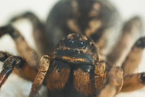 A big ugly bouncing spider tarantula is sitting on the ground on a white back Stock Photos