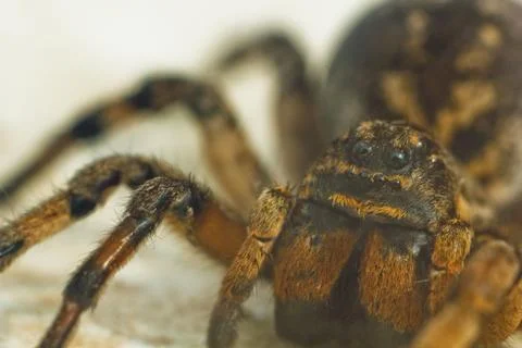 A big ugly bouncing spider tarantula is sitting on the ground on a white back Stock Photos