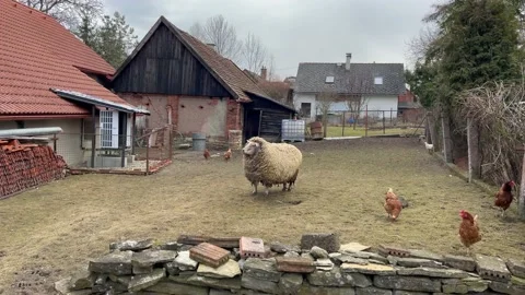Big unshorn sheep stands in the yard with chiken. Fat fluffy merino sheep Stock Footage 171978908