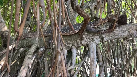 A big varan in trees Video stock 178581919