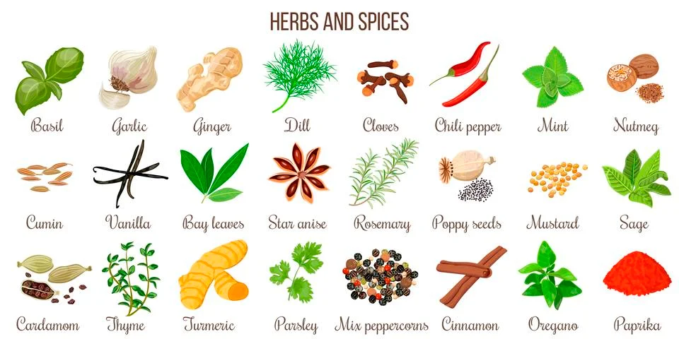 Big vector set of popular culinary herbs and spices Stock Illustration
