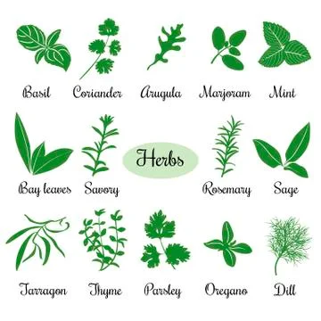 	Big vector set of popular fresh culinary herbs silhouettes.  Stock Illustration