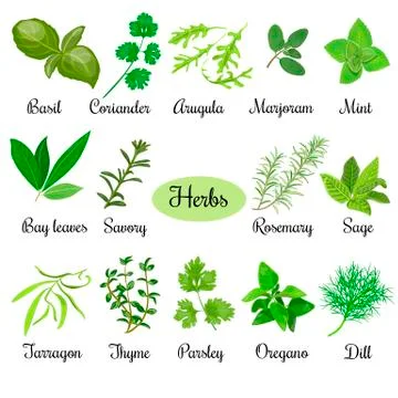 Big vector set of popular fresh culinary herbs.  Stock Illustration