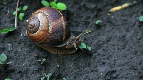 Big vine snail Video stock 10834321