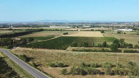 A big vineyard and a small road in a clean day. Aerial view of vineyards. Italia Stock Footage 137006460