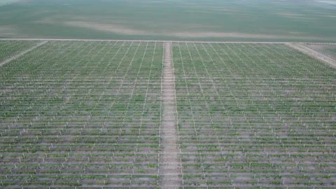 Big vineyard Stock Footage 258268802