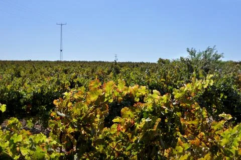 Big vineyard in summertime Stock Photos