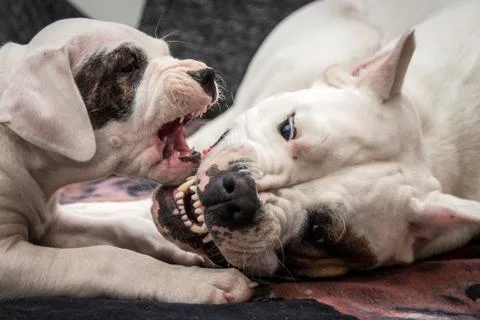 Big vs small dog Stock Photos