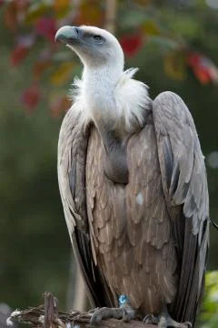 Big Vulture Stock Photos