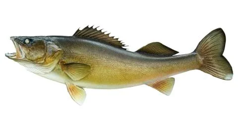 Big walleye isolated on a white background Stock Photos