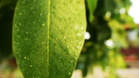 Big wallnut leaf sways Видео 159294861