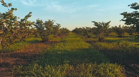 Big walnut plantation Stock Footage 65936920