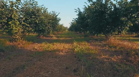 Big walnut plantation Stock Footage 65937723