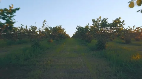 Big walnut plantation Stock Footage 65937767