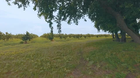 Big walnut plantation Stock Footage 65937780