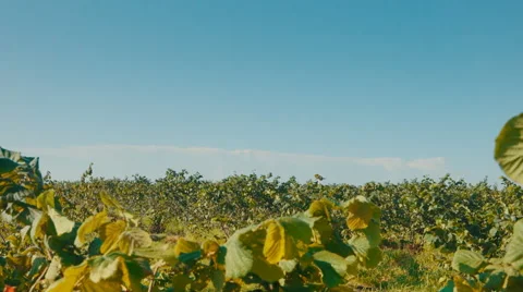 Big walnut plantation Stock Footage 65938173