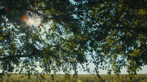 Big walnut plantation Stock Footage 65938200