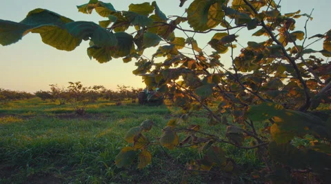 Big walnut plantation Stock Footage 65938264