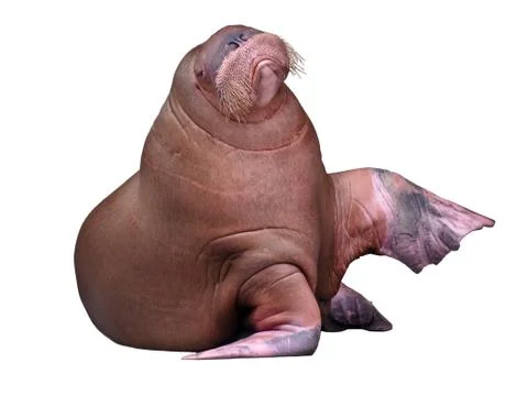 Big Walrus Stock Photos