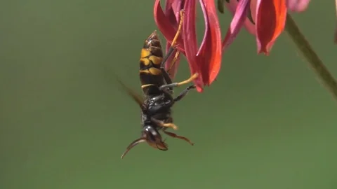 Big wasp jump fly Stock Footage 79272897
