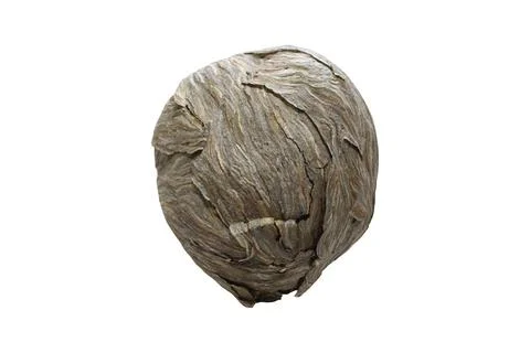 Big wasp nest Stock Photos