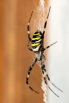 A big wasp spider sitting in web Stock Photos