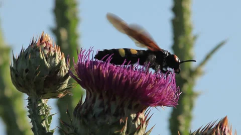 Big wasp on a thistle flower flies away Stock Footage 34655260