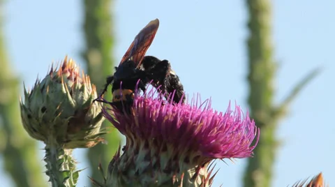 Big wasp on a thistle flower, Vico Lake, central Italy Stock Footage 34650736